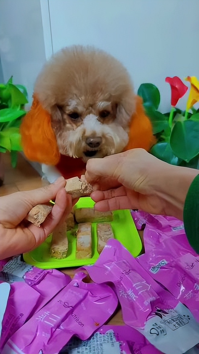 狗狗健康食材_狗狗粪便呈绿色？饮食和消化问题_蔬菜辅食对狗狗的好处