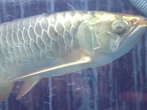 龙鱼蒙眼是什么原因?龙鱼蒙眼怎么治疗?-派特超人-宠物