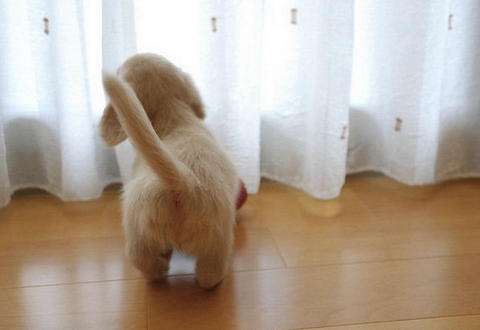 狗左右摇尾巴,分别代表什么?摇尾方向含义被我国科学家首次破译-派特超人-宠物