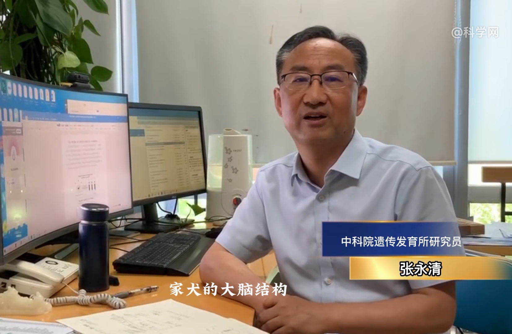 狗狗尾巴下垂？脊柱问题的警示_狗摇尾巴含义_狗尾巴摆动频率与健康