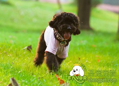 狗狗毛发打结处理方法_专业处理宠物打结毛发的技巧_卷毛狗打结解决技巧