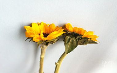 一、路上狗被撞了怎么报警-派特超人-宠物