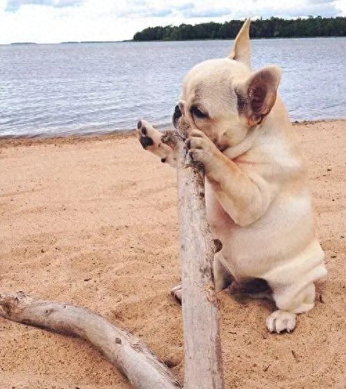 狗子沙滩放飞自我,秒变“马尾奶奶”,笑翻全场!-派特超人-宠物