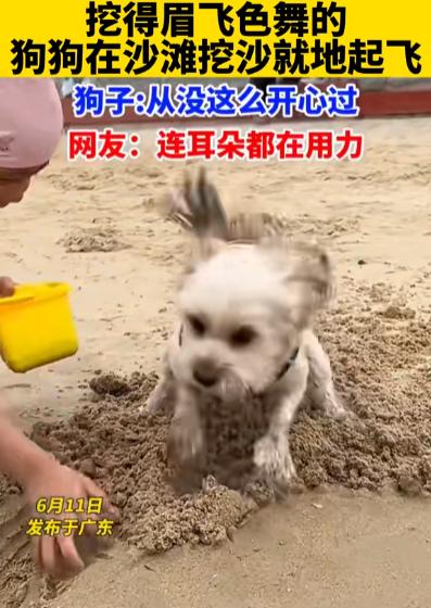 养狗治愈人心好处_夏天狗狗沙滩玩耍_洗澡时防止狗狗逃跑的技巧