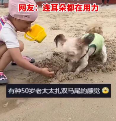 养狗治愈人心好处_洗澡时防止狗狗逃跑的技巧_夏天狗狗沙滩玩耍