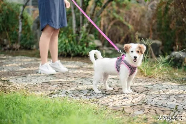 洗澡时防止狗狗逃跑的技巧_夏天狗狗沙滩玩耍_养狗治愈人心好处