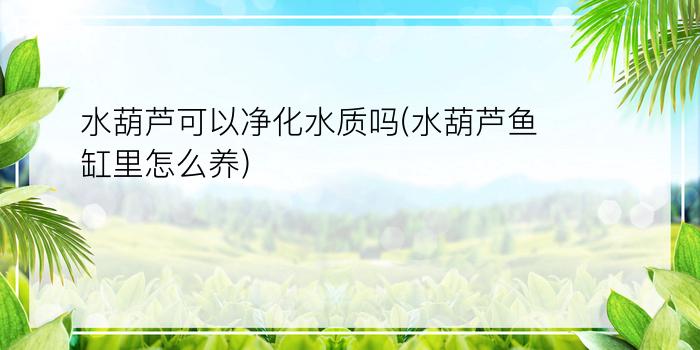 水葫芦可以净化水质吗(水葫芦鱼缸里怎么养)