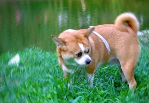 狗狗粪便呈绿色？饮食和消化问题_狗狗划地盘行为_狗狗转圈找南北方向