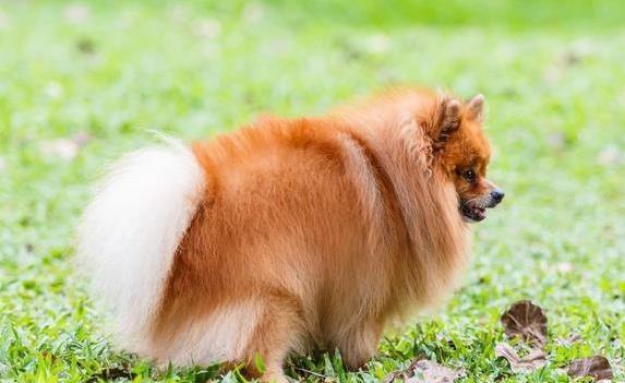 狗狗转圈找南北方向_狗狗划地盘行为_狗狗粪便呈绿色？饮食和消化问题