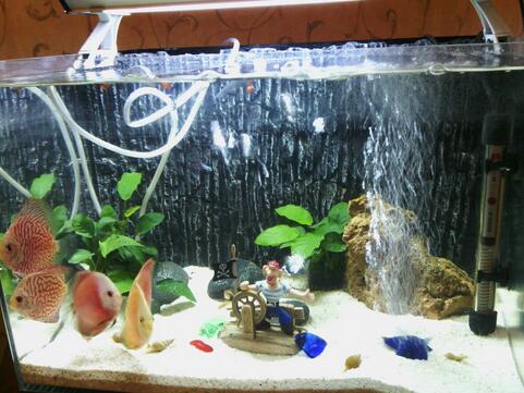 养鱼死了影响风水吗-派特超人-宠物