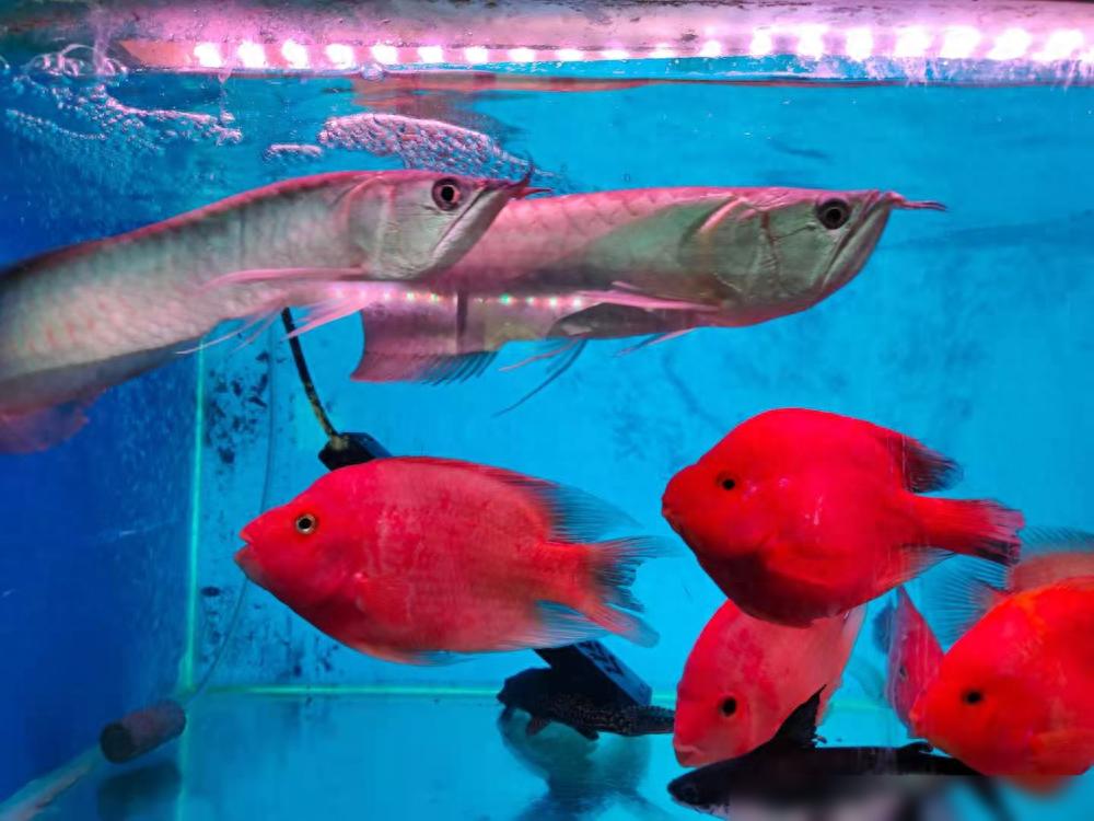 养鱼，只会喂鱼和换水是远远不够的，还有其他一些清理工作要做-派特超人-宠物