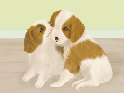 宠物洗澡要带什么东西？-派特超人-宠物