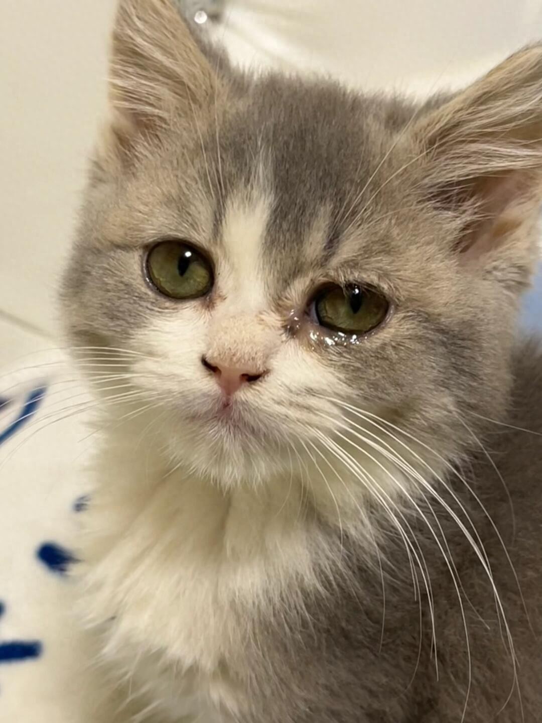 猫咪眼睛发红流泪可能是这些原因导致的_猫眼角湿湿原因_猫咪流眼泪原因
