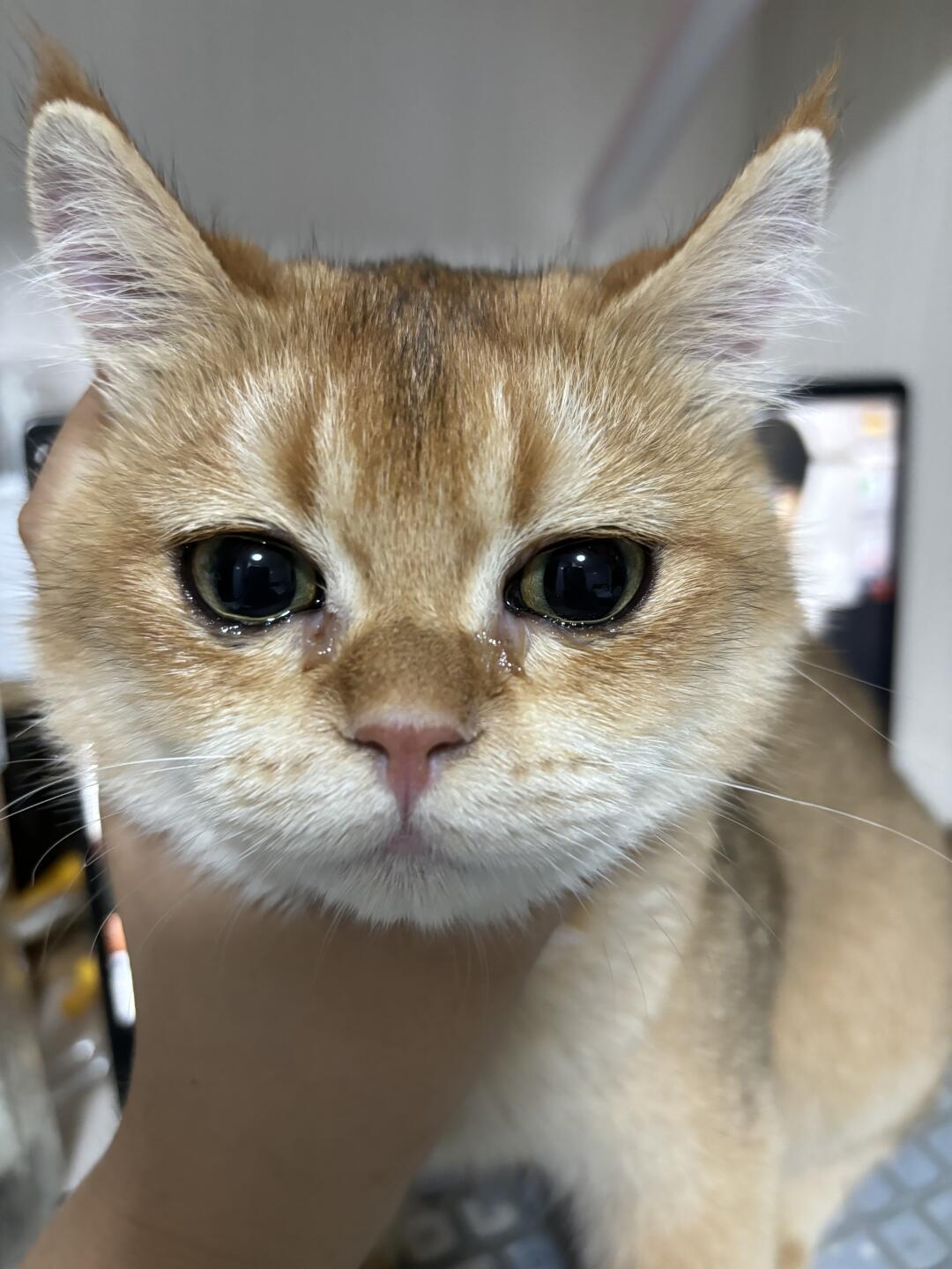 猫咪流眼泪原因_猫眼角湿湿原因_猫咪眼睛发红流泪可能是这些原因导致的