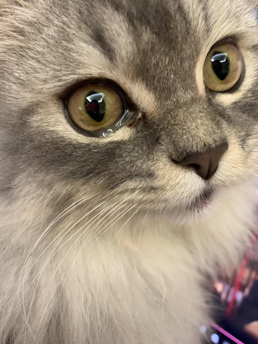 猫眼角湿湿原因_猫咪眼睛发红流泪可能是这些原因导致的_猫咪流眼泪原因