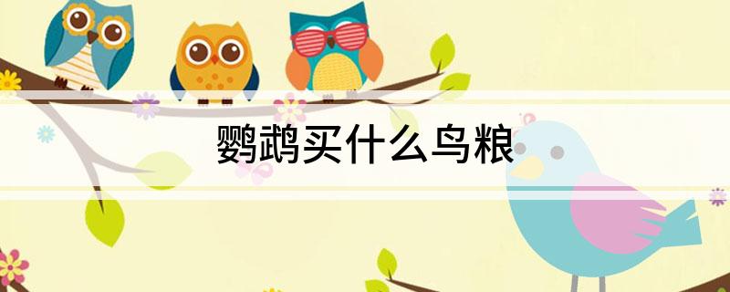 鹦鹉买什么鸟粮-派特超人-宠物