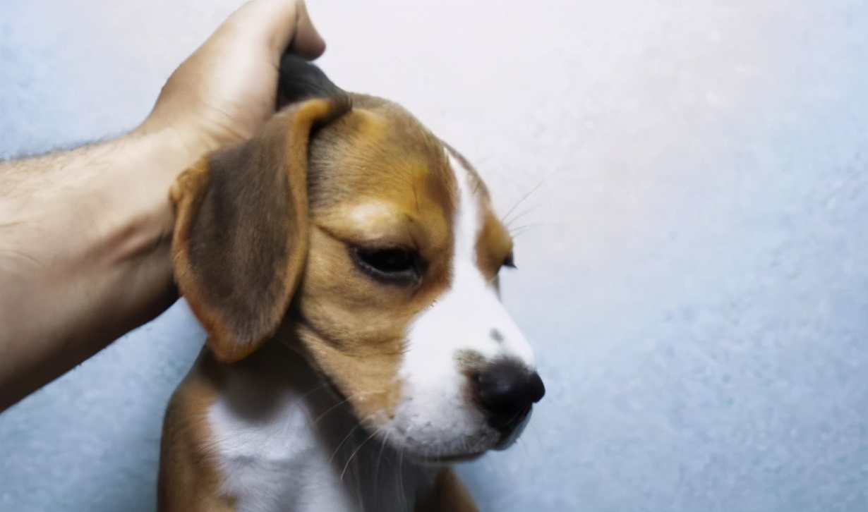 老祖宗透露：一只狗有这几个特征，真的“要不得”-派特超人-宠物