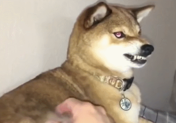狗狗尾巴下垂？脊柱问题的警示_狗狗挑选禁忌_老祖宗养狗讲究