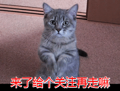 老祖宗养狗讲究_狗狗挑选禁忌_狗狗尾巴下垂？脊柱问题的警示