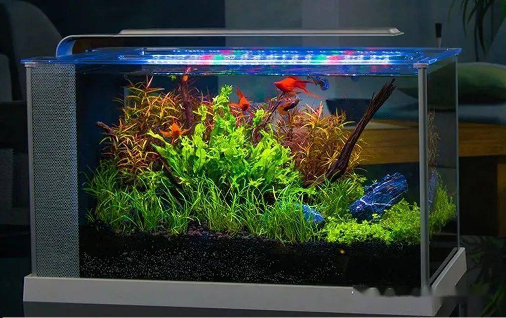 新手养鱼 自由鱼（与）生活品质-派特超人-宠物