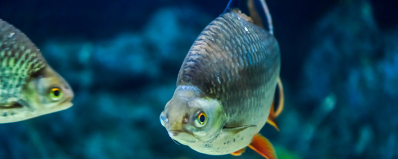 鱼得了出血病怎么治疗，鱼体出血有哪些原因-派特超人-宠物