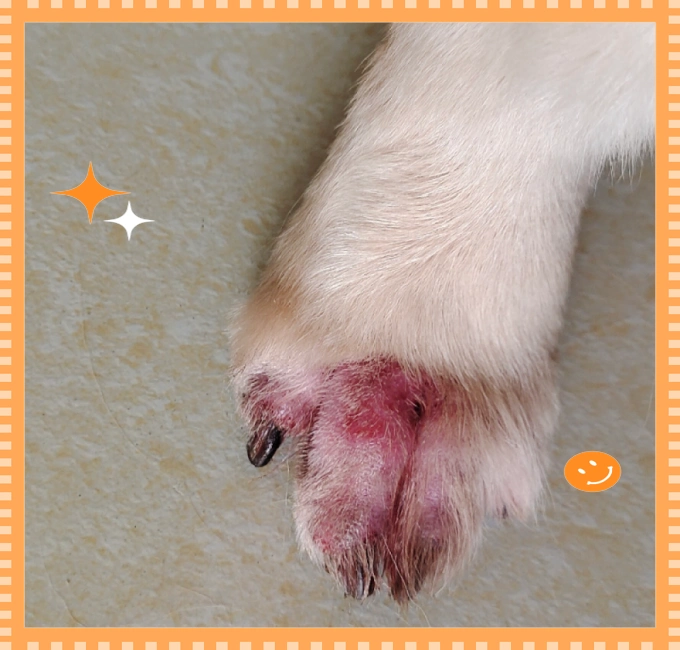 狗狗过敏问题及应对方法：从墨雷的康复谈起-派特超人-宠物