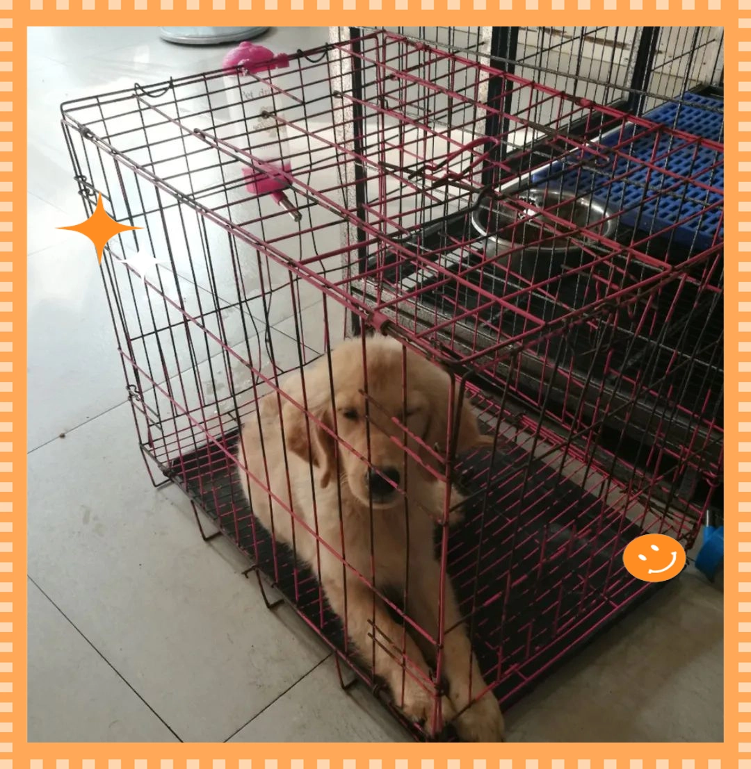 狗狗脚趾发红？趾间炎和过敏反应_家中狗狗脚掌过敏治疗_狗狗趾间炎过敏原因