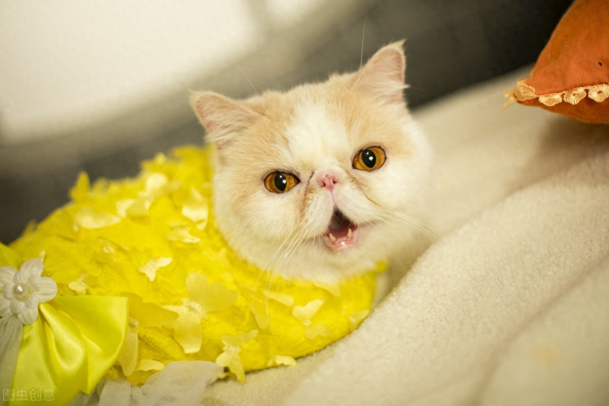 猫眼角有泪水是怎么了-派特超人-宠物