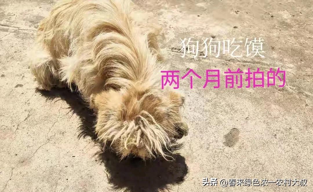 四十里的牵挂，两月喂出圆滚滚的爱，把我家狗狗从瘦猴养成小肥仔-派特超人-宠物