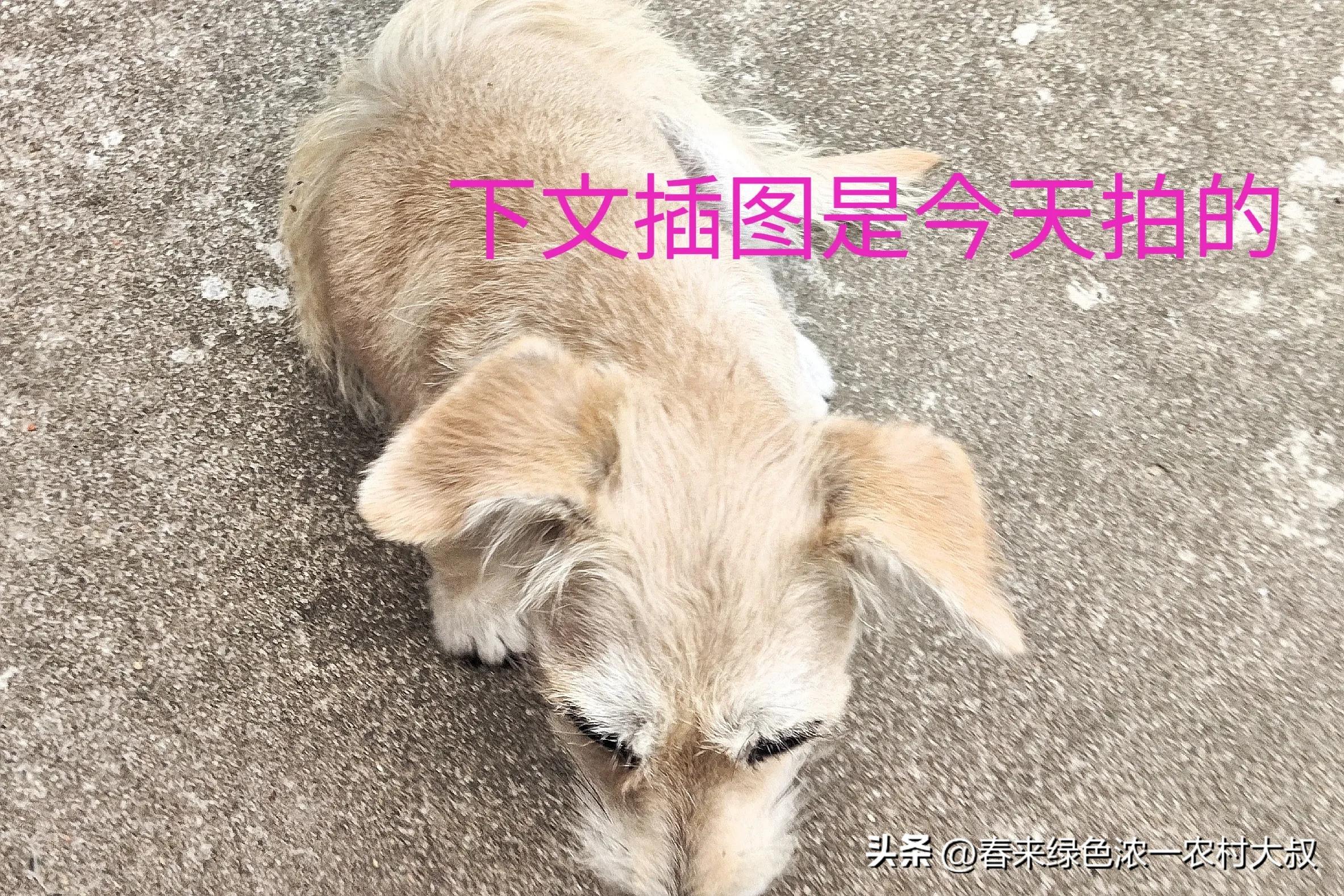 宠物饮食改善案例_狗狗逆袭减肥故事_狗狗粪便呈绿色？饮食和消化问题