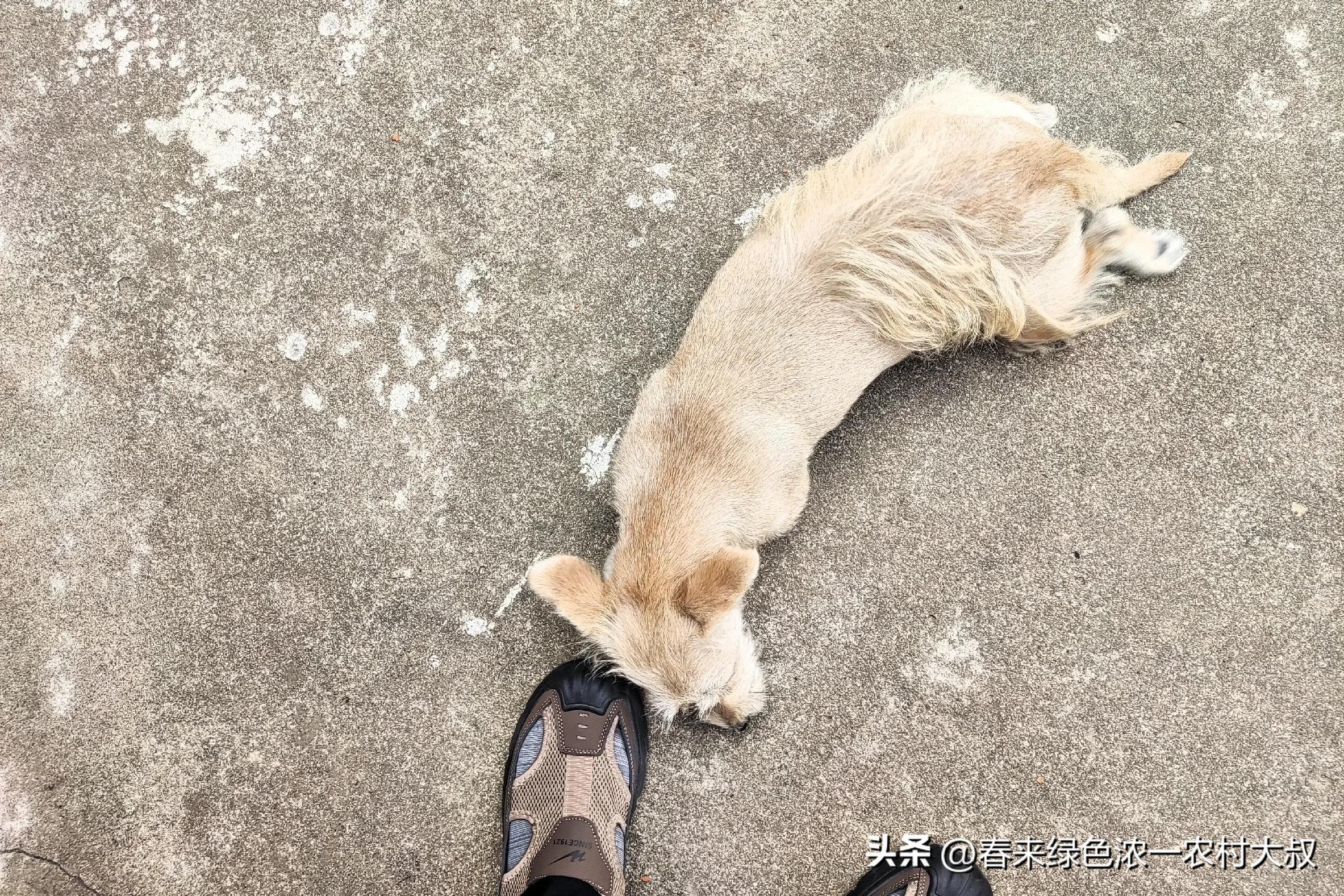 狗狗粪便呈绿色？饮食和消化问题_狗狗逆袭减肥故事_宠物饮食改善案例