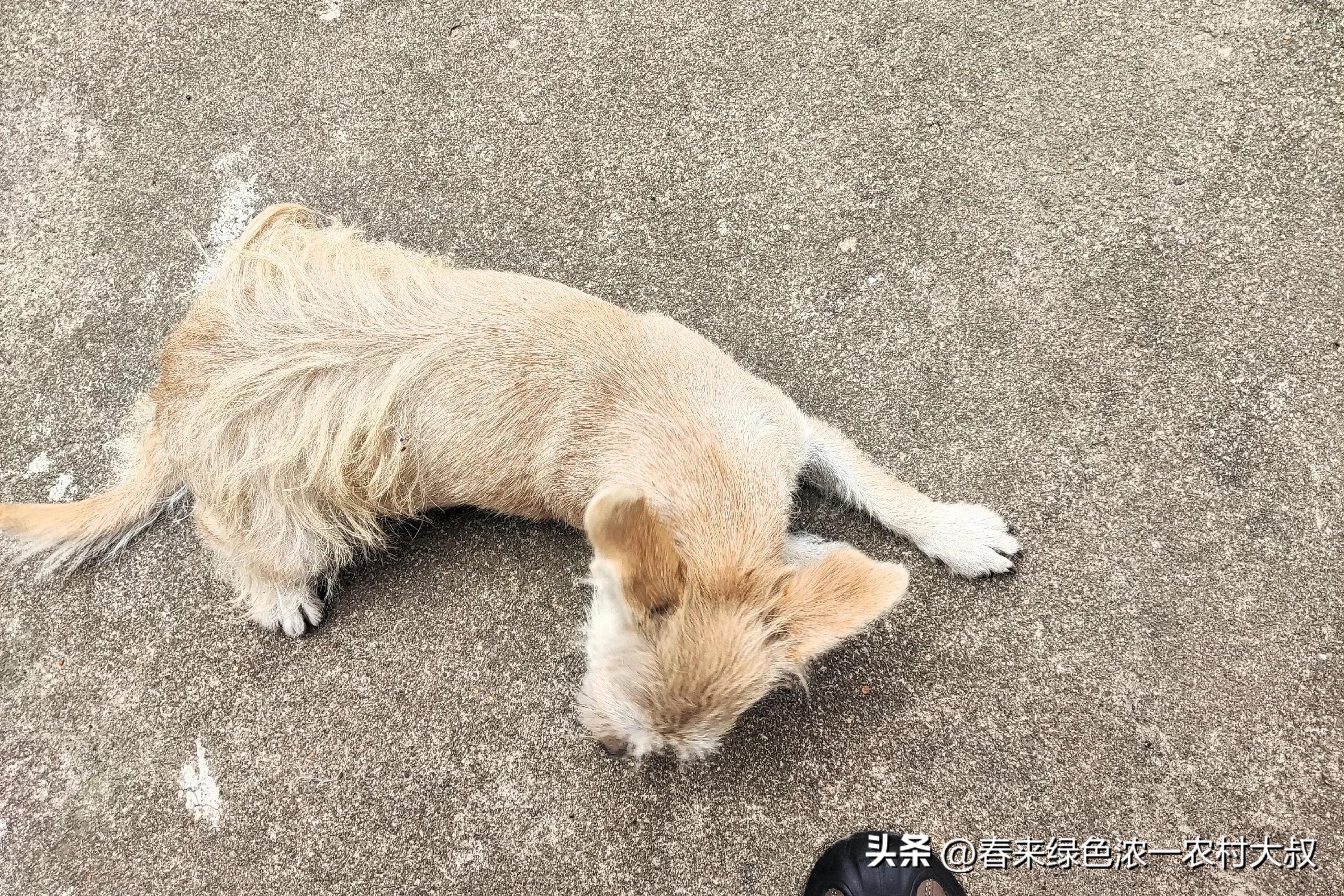 狗狗逆袭减肥故事_宠物饮食改善案例_狗狗粪便呈绿色？饮食和消化问题
