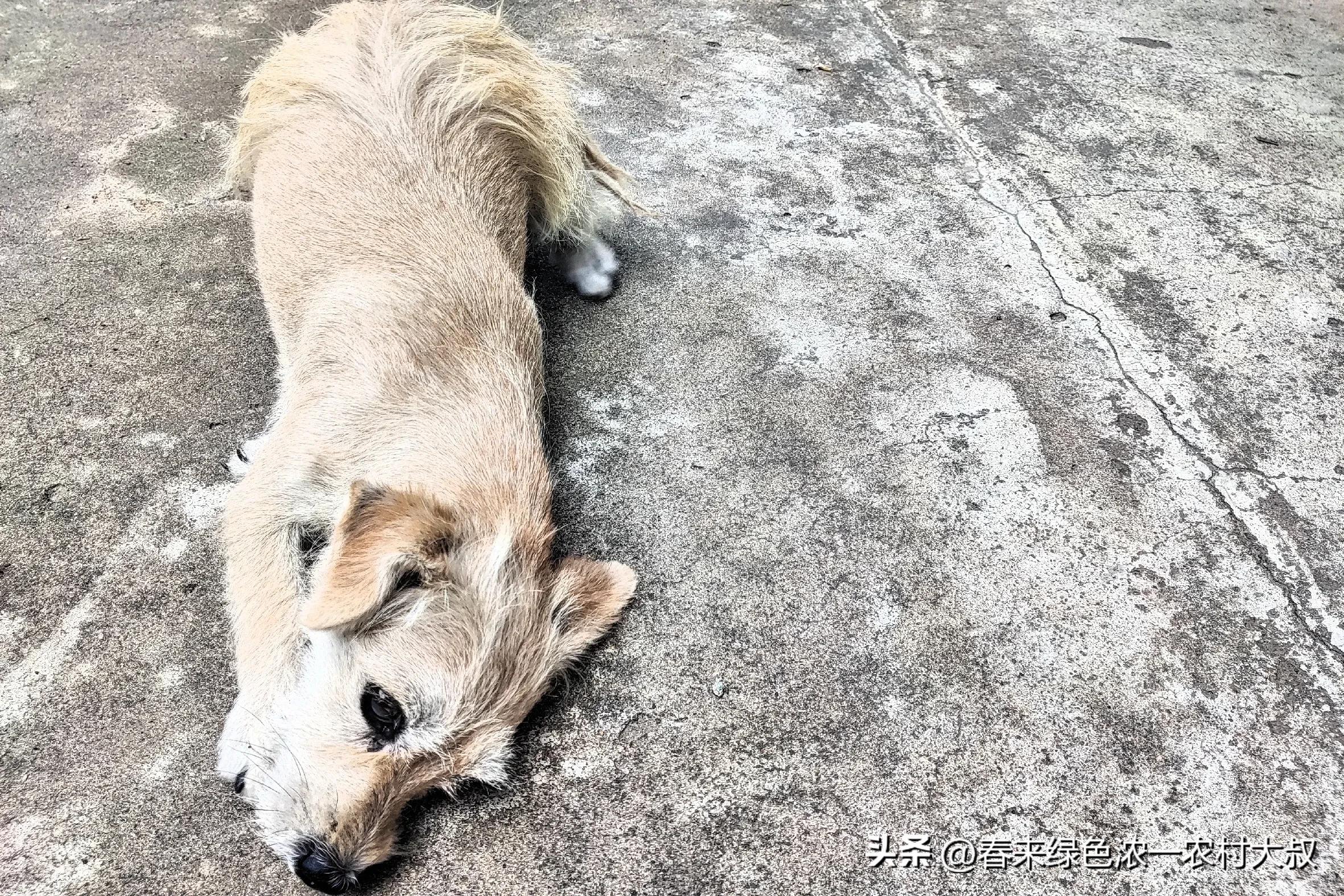 狗狗粪便呈绿色？饮食和消化问题_宠物饮食改善案例_狗狗逆袭减肥故事