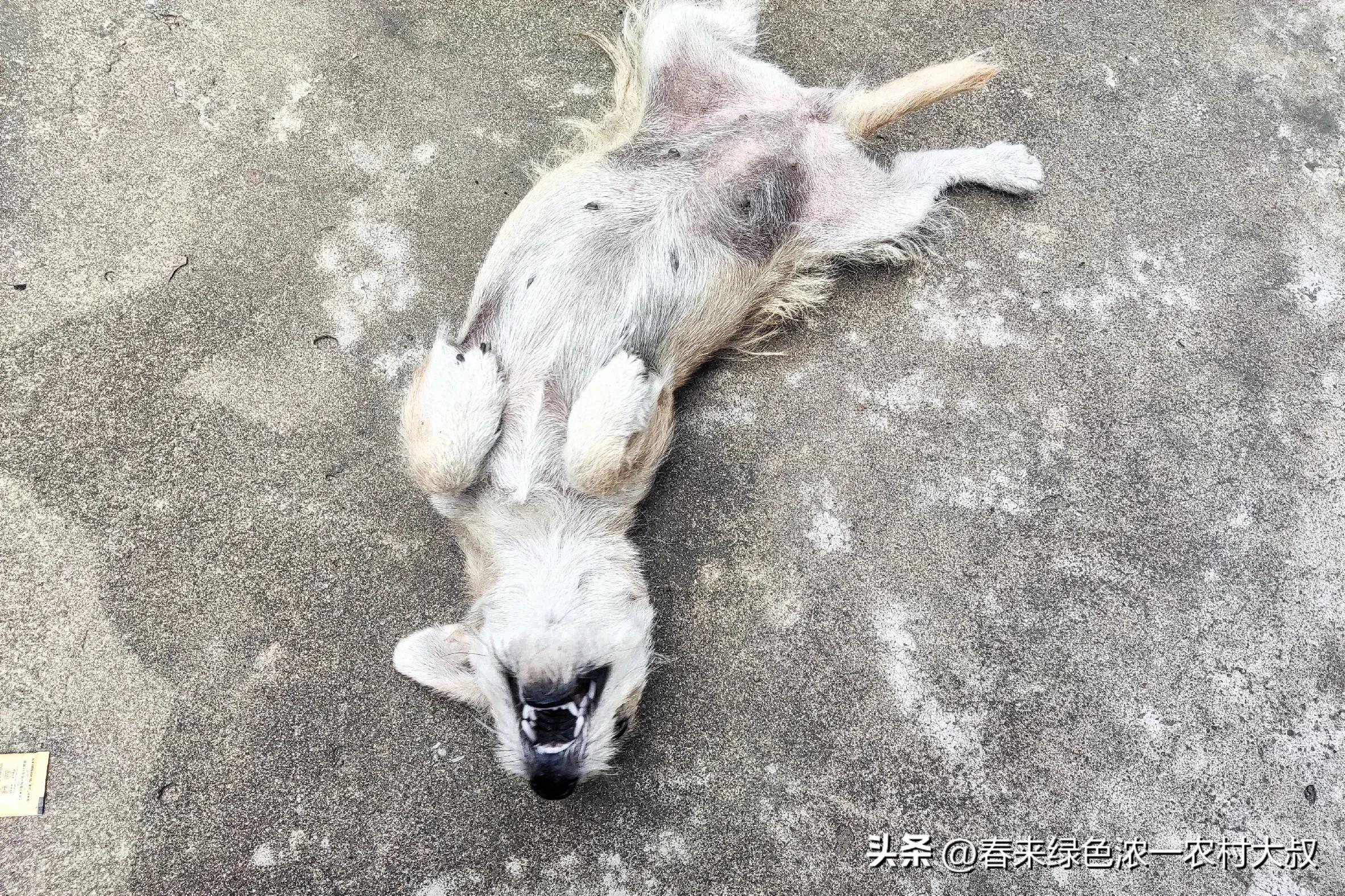 狗狗逆袭减肥故事_宠物饮食改善案例_狗狗粪便呈绿色？饮食和消化问题