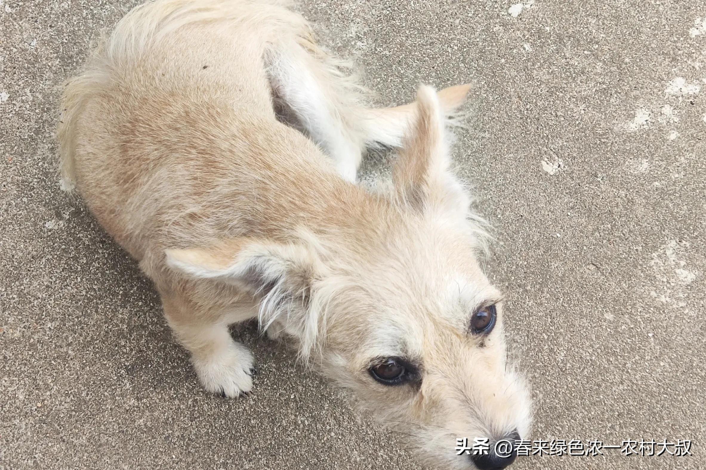 狗狗粪便呈绿色？饮食和消化问题_宠物饮食改善案例_狗狗逆袭减肥故事