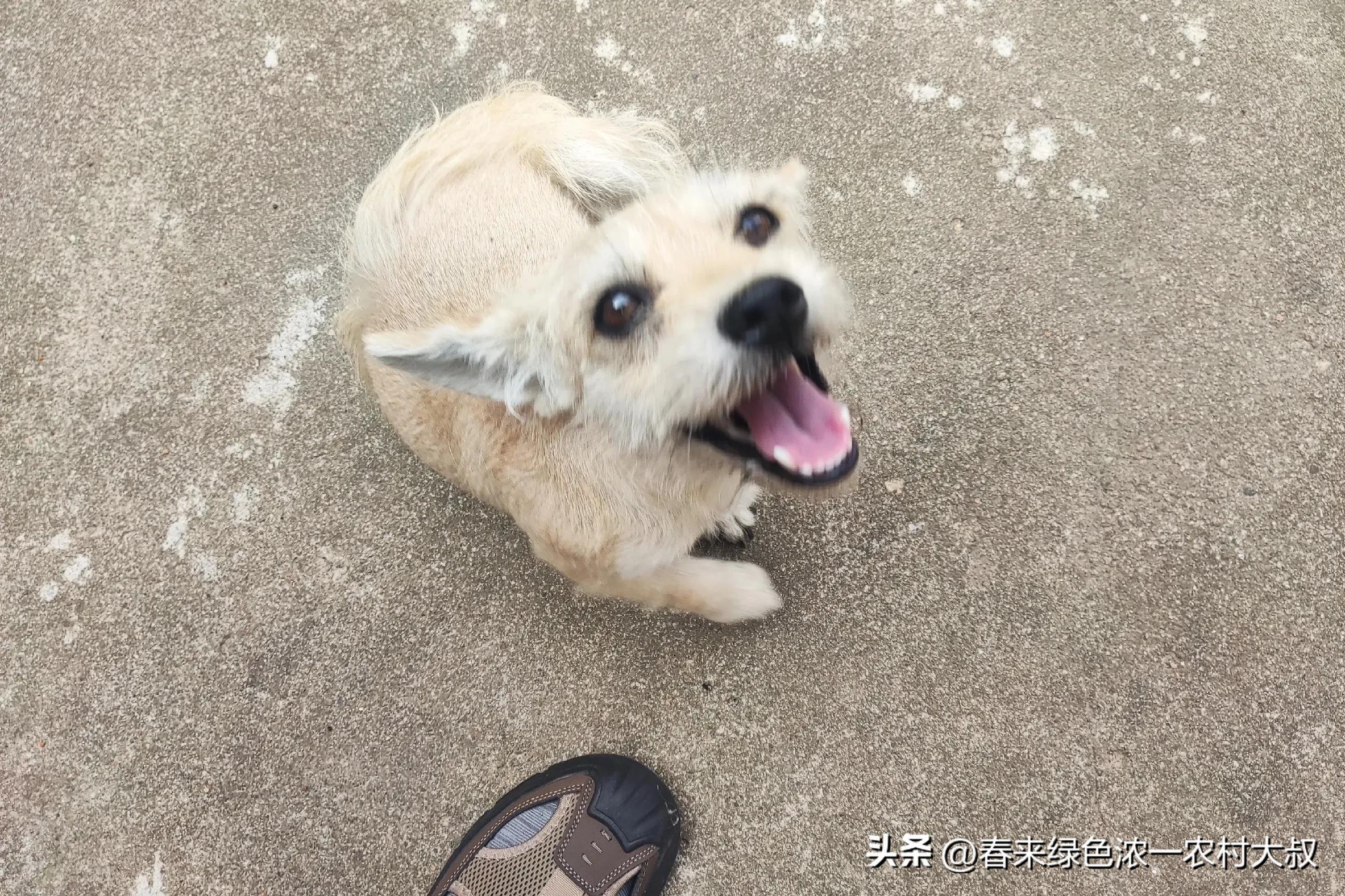 狗狗逆袭减肥故事_宠物饮食改善案例_狗狗粪便呈绿色？饮食和消化问题