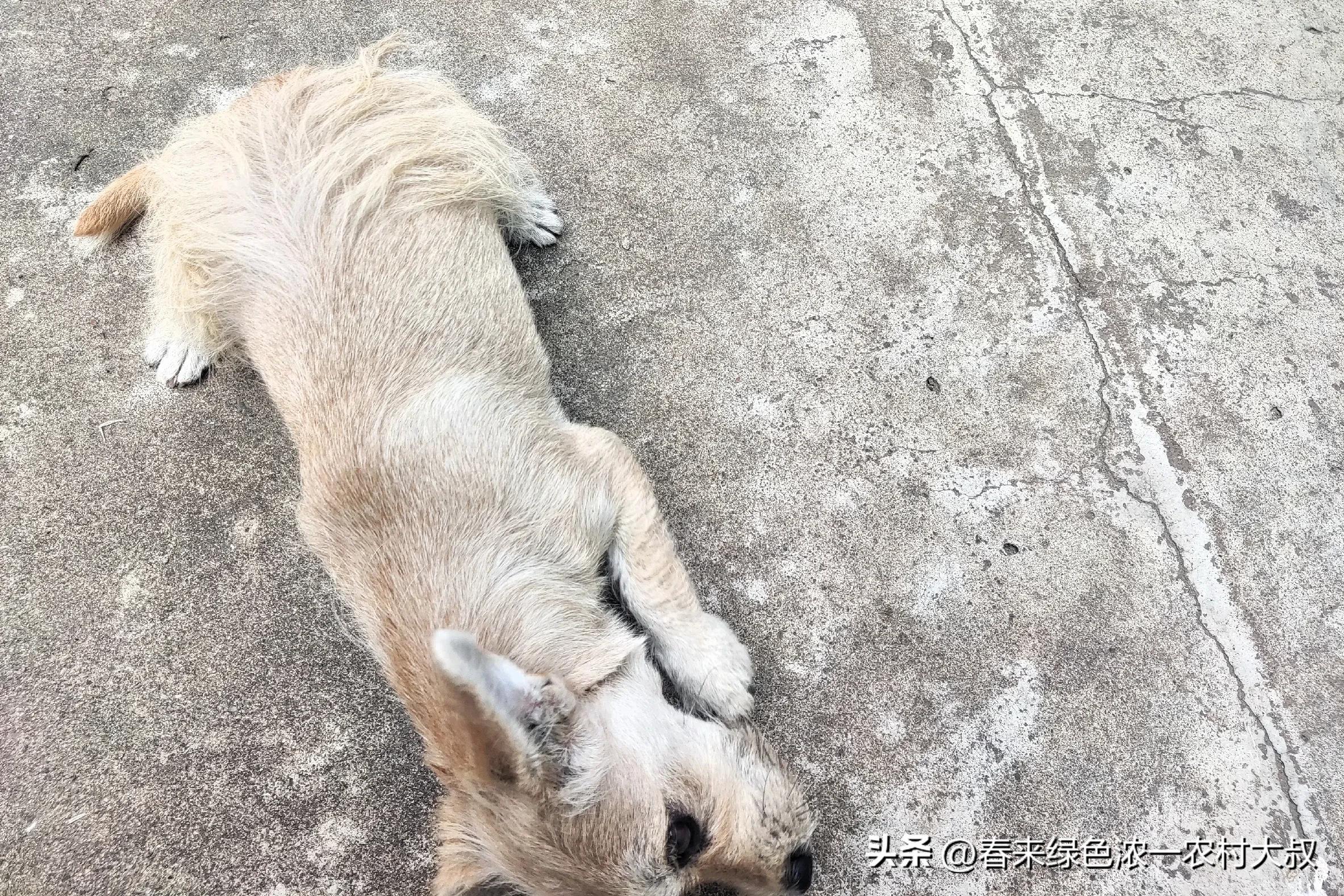 狗狗粪便呈绿色？饮食和消化问题_狗狗逆袭减肥故事_宠物饮食改善案例