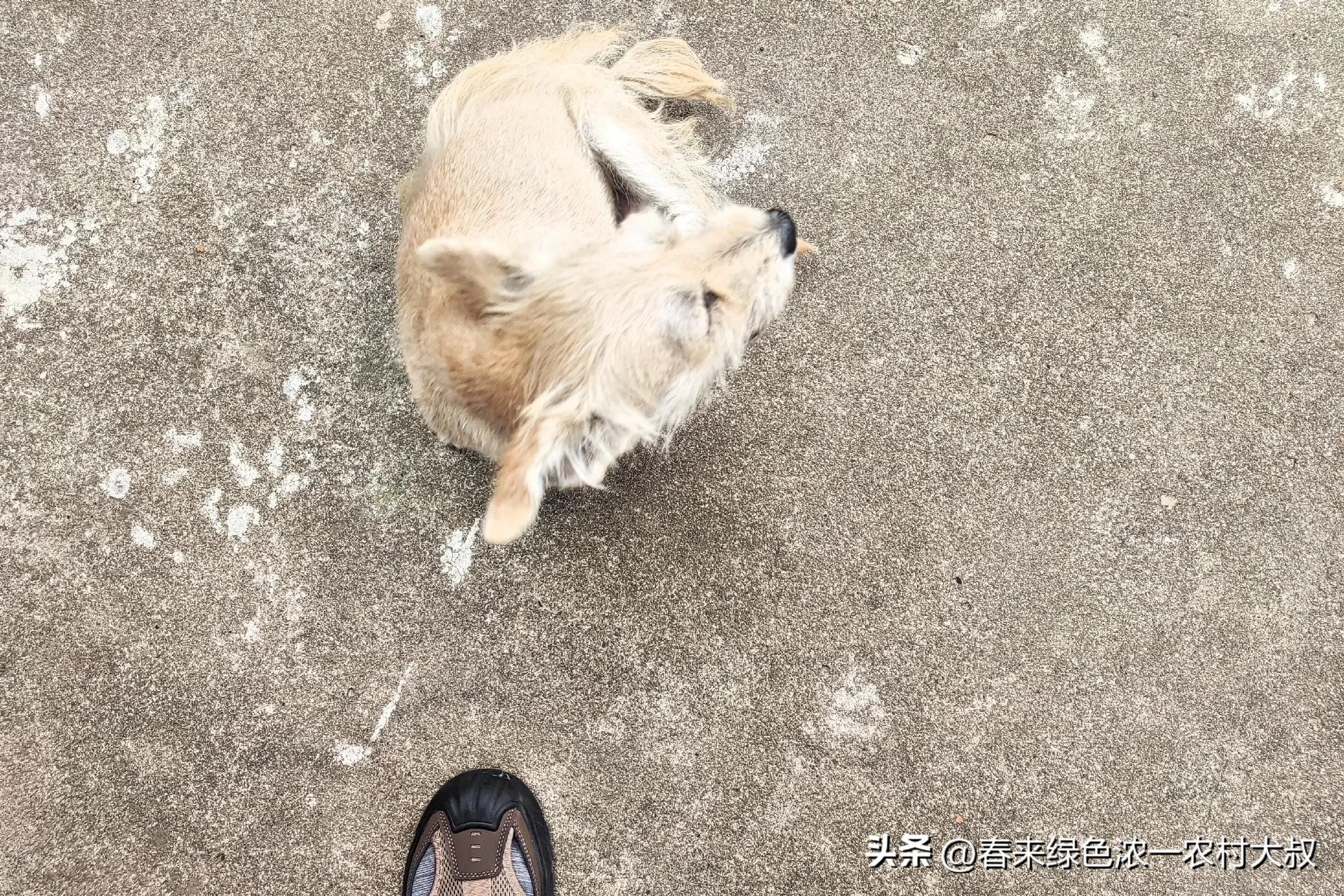 狗狗逆袭减肥故事_宠物饮食改善案例_狗狗粪便呈绿色？饮食和消化问题