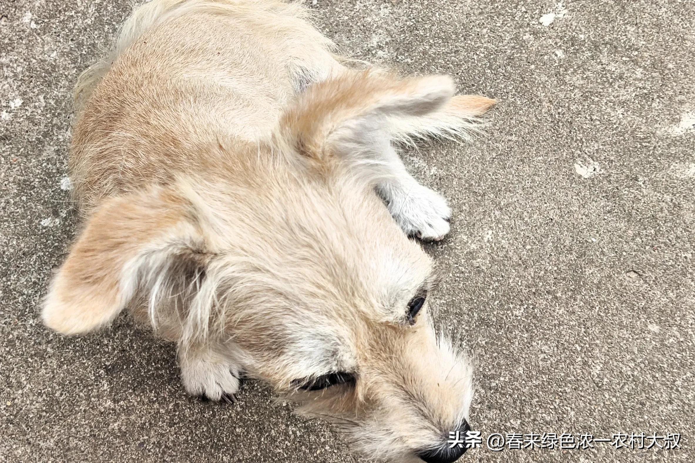 狗狗粪便呈绿色？饮食和消化问题_狗狗逆袭减肥故事_宠物饮食改善案例