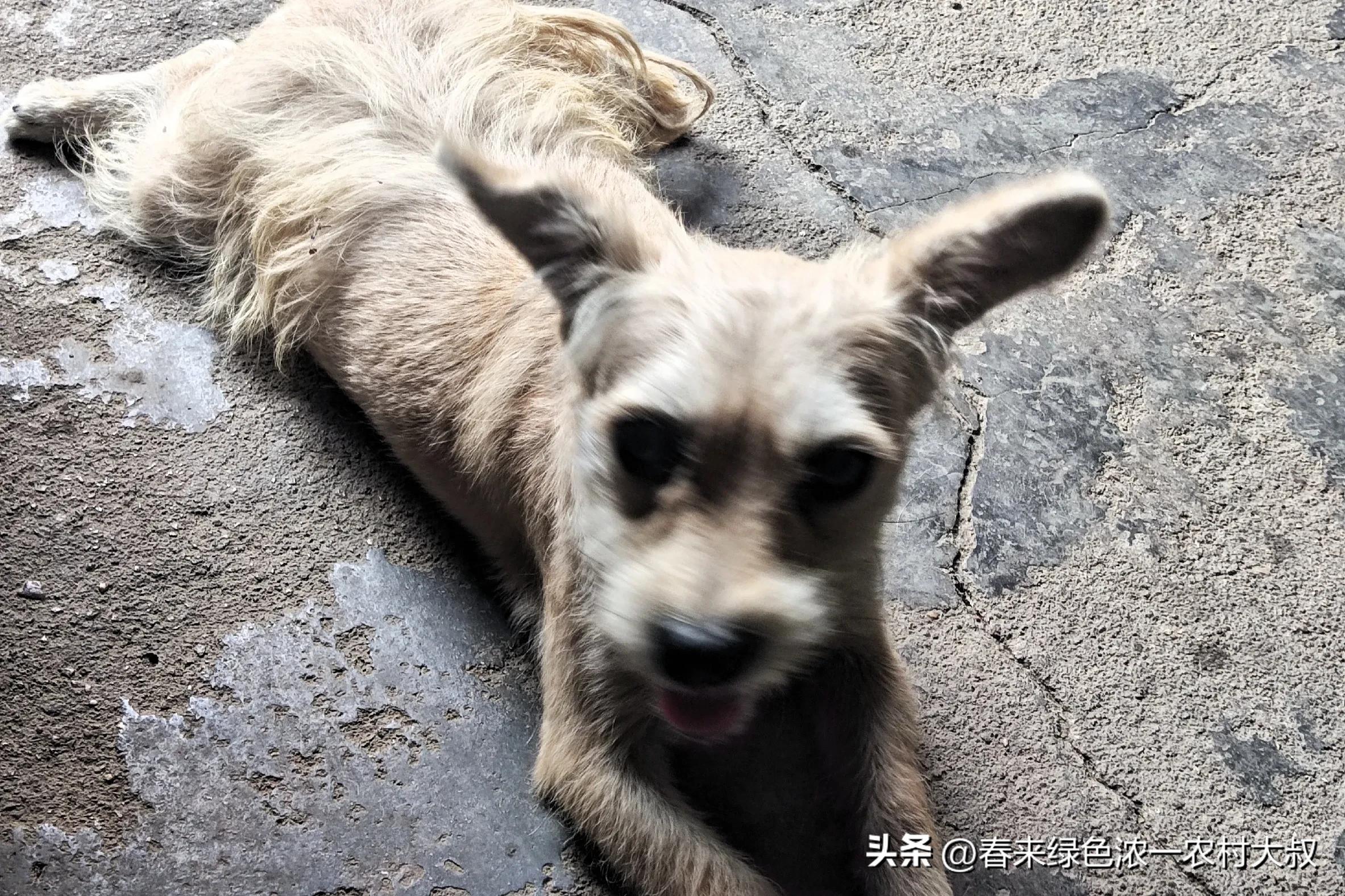 狗狗逆袭减肥故事_宠物饮食改善案例_狗狗粪便呈绿色？饮食和消化问题