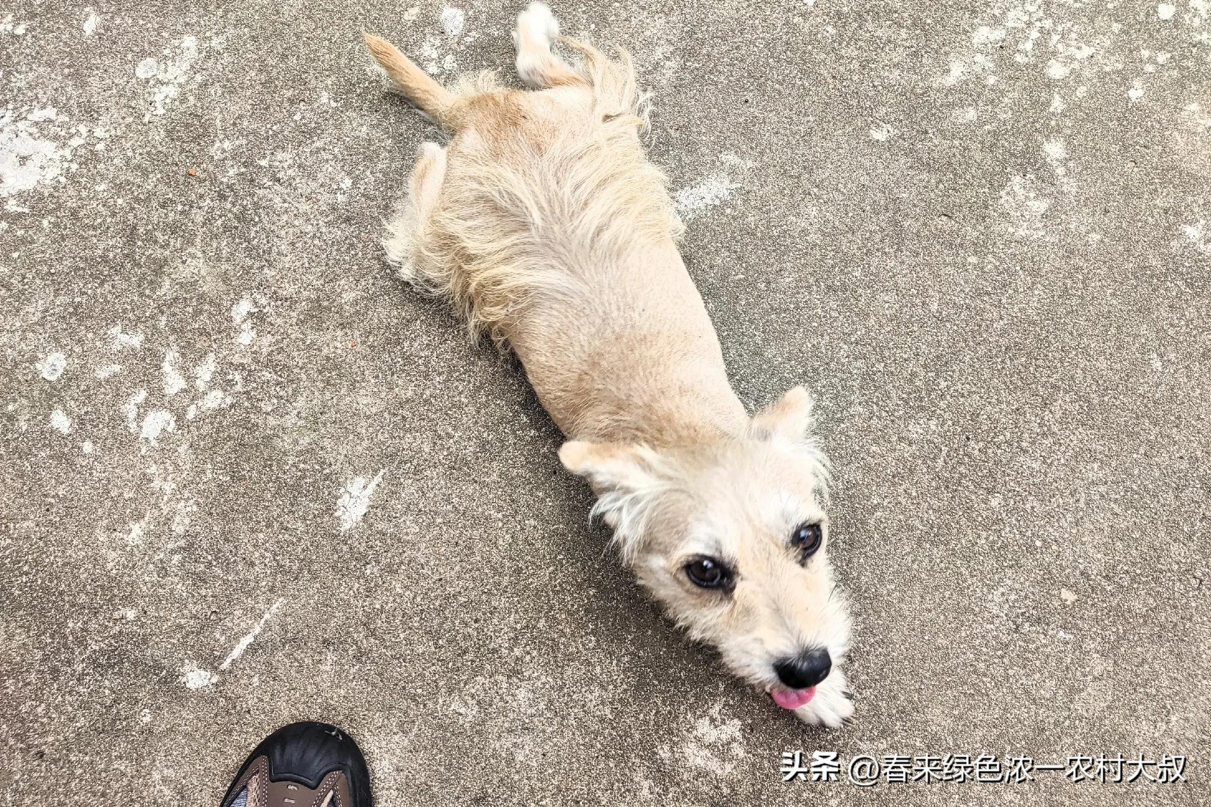 狗狗逆袭减肥故事_狗狗粪便呈绿色？饮食和消化问题_宠物饮食改善案例