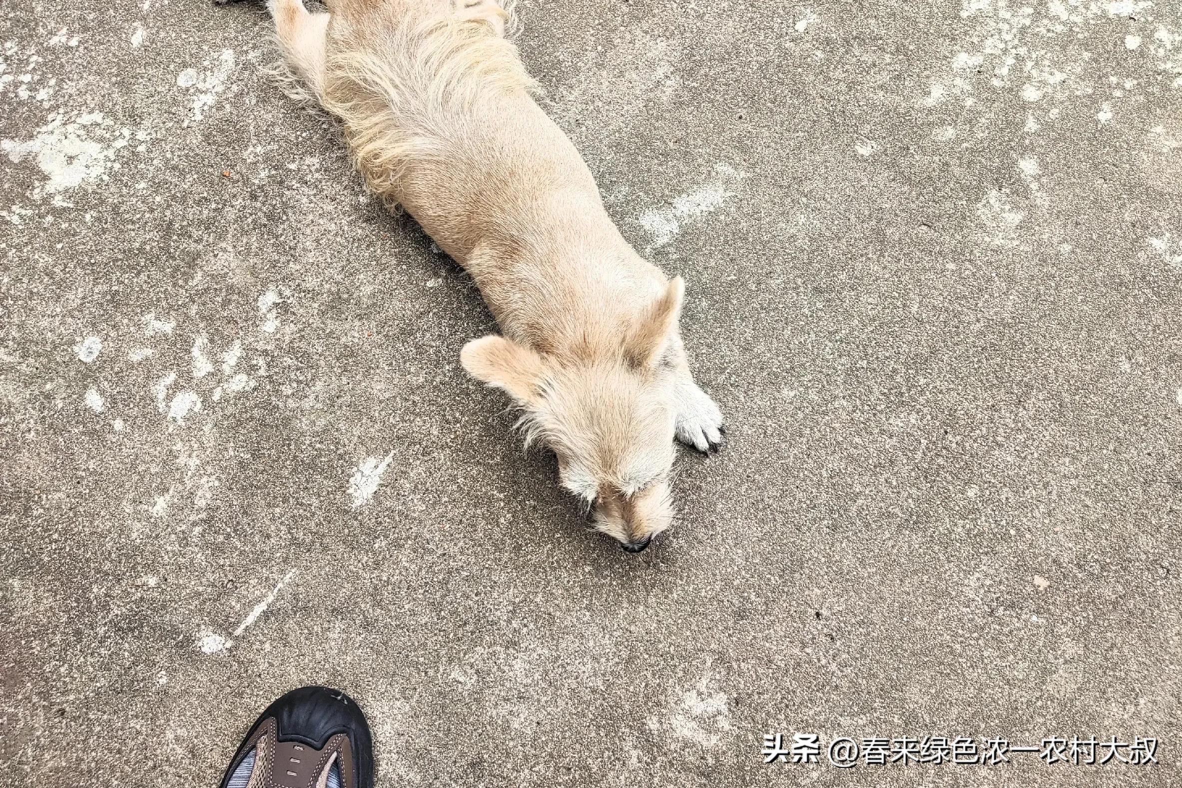 狗狗粪便呈绿色？饮食和消化问题_狗狗逆袭减肥故事_宠物饮食改善案例
