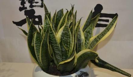 适合室内养护，还能净化空气的几种绿植，不要养错了-派特超人-宠物