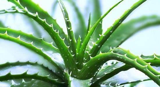 适合与鸟类共处的室内植物推荐_虎皮兰空气净化效果_室内空气净化植物推荐