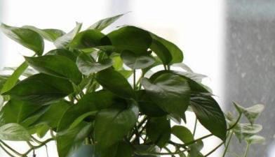 适合与鸟类共处的室内植物推荐_虎皮兰空气净化效果_室内空气净化植物推荐