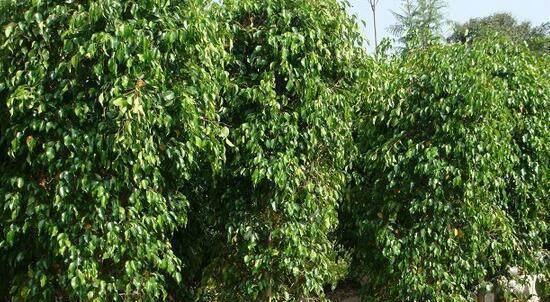 适合与鸟类共处的室内植物推荐_虎皮兰空气净化效果_室内空气净化植物推荐