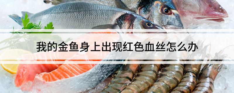 金鱼水质不良红色血丝处理_鱼体出现血丝的急救方案_金鱼红色血丝原因及防治方法