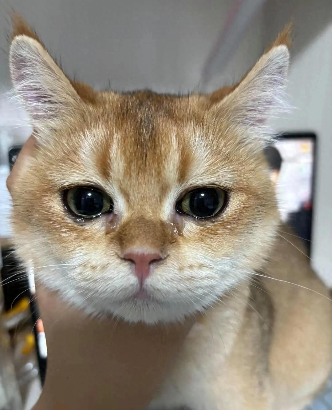 猫咪眼睛发红流泪可能是这些原因导致的_猫咪流泪频繁注意事项_猫咪流眼泪原因