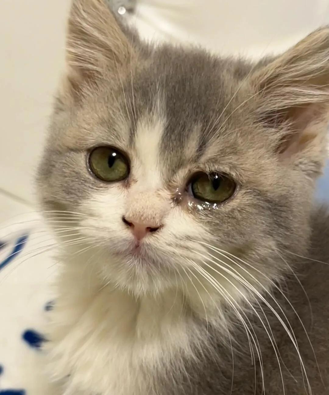 猫咪流泪频繁注意事项_猫咪流眼泪原因_猫咪眼睛发红流泪可能是这些原因导致的