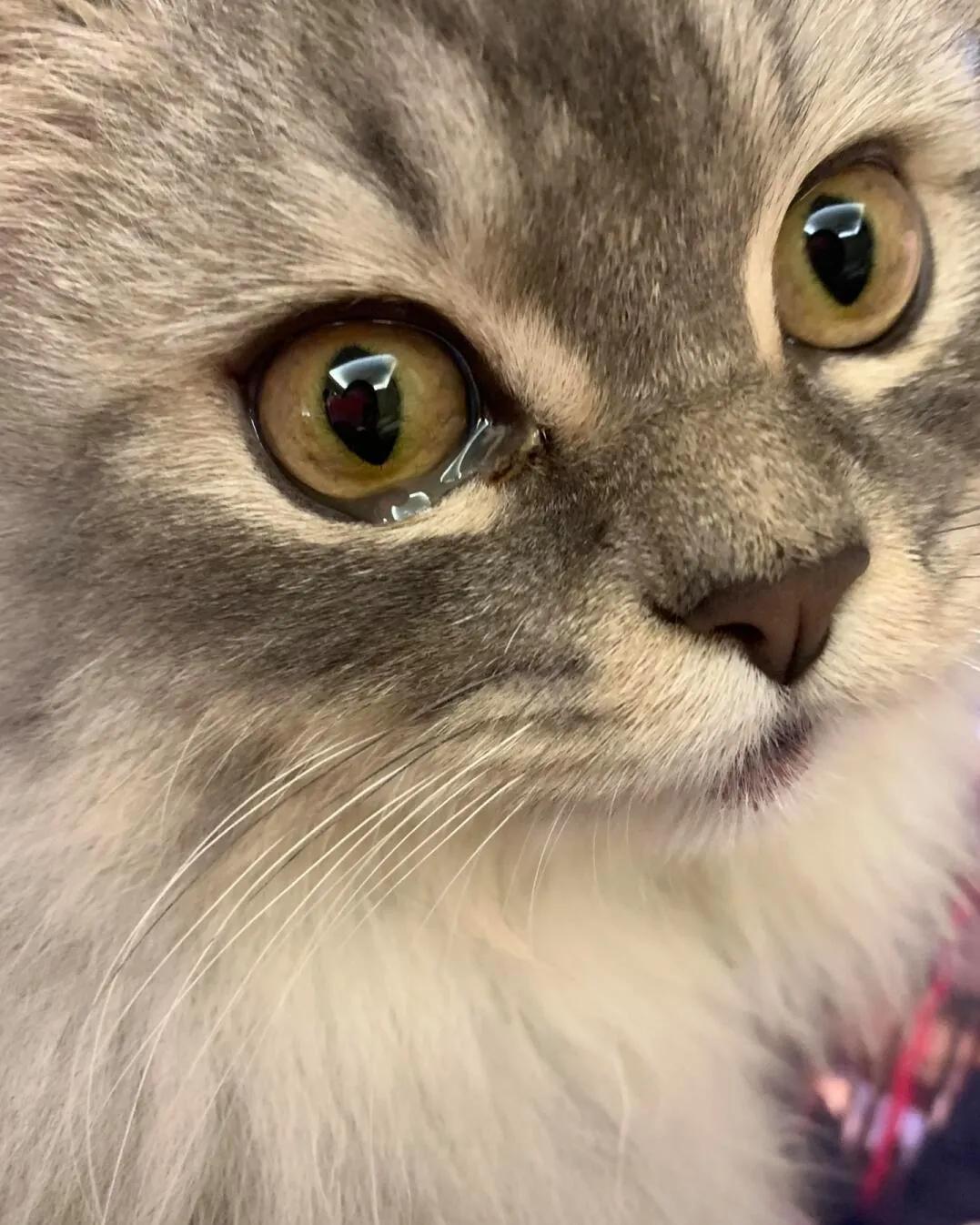 猫咪眼睛发红流泪可能是这些原因导致的_猫咪流泪频繁注意事项_猫咪流眼泪原因